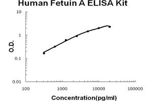 Human Fetuin A Accusignal ELISA Kit Human Fetuin A AccuSignal ELISA Kit standard curve.