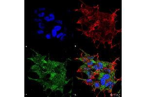 Immunocytochemistry/Immunofluorescence analysis using Rabbit Anti-Beclin 1 Polyclonal Antibody . (Beclin 1 Antikörper  (C-Term) (HRP))