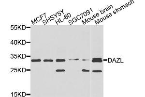 Western blot analysis of extracts of various cell lines, using DAZL antibody (ABIN5970465) at 1/1000 dilution. (DAZL Antikörper)