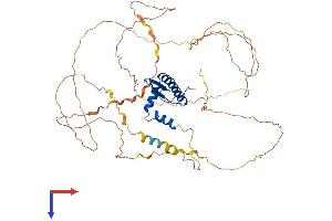 MEF2D Protein (AA 1-521) (His tag)