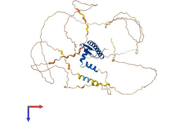 MEF2D Protein (AA 1-521) (His tag)