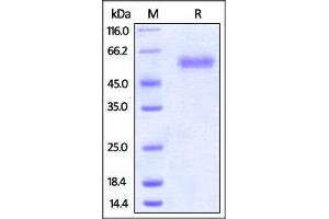 Biotinylated Human CD47, Fc Tag on SDS-PAGE under reducing (R) condition. (CD47 Protein (CD47) (AA 19-139) (Fc Tag,AVI tag,Biotin))