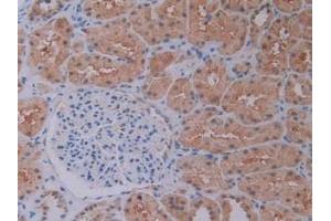 IHC-P analysis of Human Kidney Tissue, with DAB staining. (PEBP1 Antikörper  (AA 2-187))