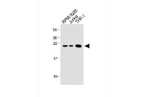 All lanes : Anti-Bcl-2 Antibody (BH3 Domain Specific) at 1:1000 dilution Lane 1: RI 8226 whole cell lysate Lane 2: Jurkat whole cell lysate Lane 3: THP-1 whole cell lysate Lysates/proteins at 20 μg per lane. (Bcl-2 Antikörper  (AA 75-110))