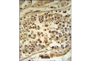 HFE Antibody (Center) (ABIN390457 and ABIN2840827) IHC analysis in formalin fixed and paraffin embedded human testis tissue followed by peroxidase conjugation of the secondary antibody and DAB staining. (HFE Antikörper  (AA 122-148))