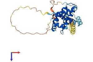 AlphaFold protein structure predicition of Human Recombinant BCL2 Protein, UniprotID P10415 (Bcl-2 Protein (AA 1-239) (His tag))