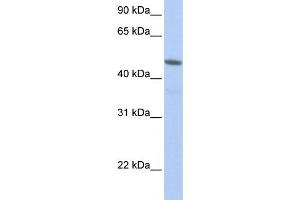Western Blotting (WB) image for anti-Nuclear RNA Export Factor 3 (NXF3) antibody (ABIN2458541)