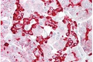 Anti-GP2 antibody IHC staining of human pancreas. (GP2 Antikörper  (AA 182-231))