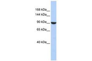 Image no. 1 for anti-PWP2 (Periodic Tryptophan Protein) Homolog (PWP2H) (AA 576-625) antibody (ABIN6740937) (PWP2 Antikörper  (AA 576-625))