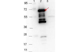 Western blot showing detection of 0. (P35 Antikörper)