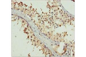 Immunohistochemistry of paraffin-embedded human testis tissue using ABIN7151996 at dilution of 1:100 (ERLIN2 Antikörper  (AA 212-339))