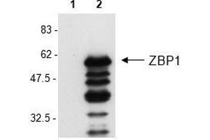 Western Blot analysis of mouse ZBP1 in L929 cells by using anti-ZBP1, mAb (Zippy-1) .