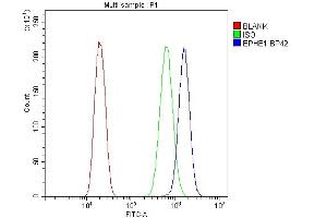 Flow Cytometry analysis of U20S cells using anti-Eph receptor B1 antibody (ABIN3042375). (EPH Receptor B1 Antikörper  (N-Term))