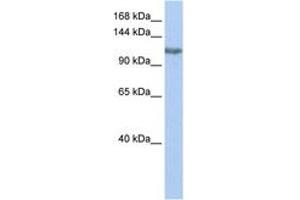 Image no. 1 for anti-Trimethylguanosine Synthase 1 (TGS1) (AA 432-481) antibody (ABIN6743501) (TGS1 Antikörper  (AA 432-481))
