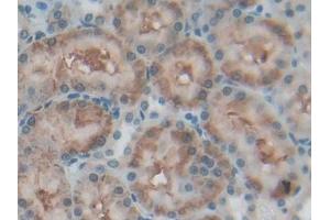 IHC-P analysis of Rat Kidney Tissue, with DAB staining. (CD90 Antikörper  (AA 1-161))
