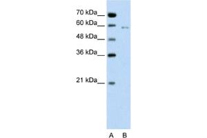 Western Blotting (WB) image for anti-Cell Division Cycle 23 (CDC23) antibody (ABIN2462656) (CDC23 Antikörper)