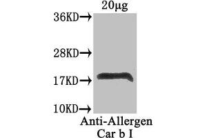 Western Blot Positive WB detected in: Carpinus betulus (20 μg) All lanes: Allergen Car b I antibody at 4 μg/mL Secondary Goat polyclonal to rabbit IgG at 1/50000 dilution Predicted band size: 18 kDa Observed band size: 18 kDa (LOC100280979 Antikörper  (AA 2-160))