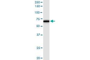 Immunoprecipitation of TRAF5 transfected lysate using anti-TRAF5 MaxPab rabbit polyclonal antibody and Protein A Magnetic Bead , and immunoblotted with TRAF5 purified MaxPab mouse polyclonal antibody (B01P) . (TRAF5 Antikörper  (AA 1-557))