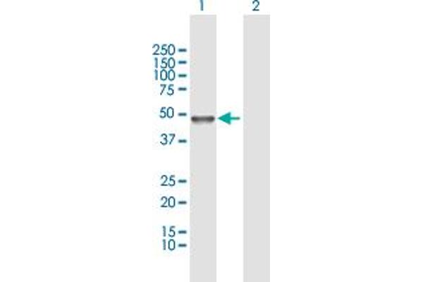 TUBAL3 antibody  (AA 1-406)