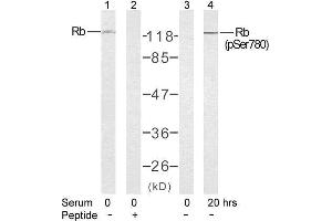 Western blot analysis of extract from K562 cells untreated or treated with 10% serum after 48 hours of starvation, using Rb (Ab-780) antibody (E021110, Lane 1 and 2) and Rb (phospho-Ser780) antibody (E011132, Lane 3 and 4). (Retinoblastoma 1 Antikörper)