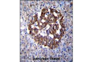 PCDH20 Antibody immunohistochemistry analysis in formalin fixed and paraffin embedded human pancreas tissue followed by peroxidase conjugation of the secondary antibody and DAB staining. (PCDH20 Antikörper  (AA 445-472))