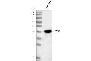 Western blot analysis of IKB epsilon/Nfkbie using anti-IKB epsilon/Nfkbie antibody (ABIN7599741).