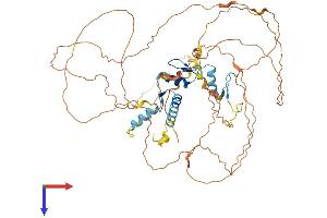 EGR4 Protein (AA 1-589) (His tag)