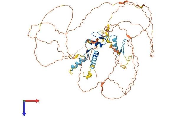 EGR4 Protein (AA 1-589) (His tag)