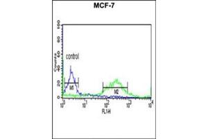 Flow cytometric analysis of MCF-7 cells using ETS2 Antibody (Center) Cat. (ETS2 Antikörper  (Middle Region))