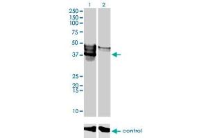 Western Blotting (WB) image for anti-Protein Kinase Protein SgK196 (SGK196) (AA 251-350) antibody (ABIN566551)