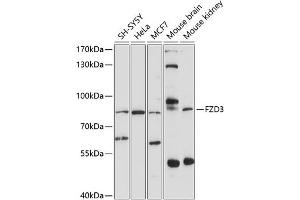 Western blot analysis of extracts of various cell lines, using FZD3 antibody (ABIN6131660, ABIN6140839, ABIN6140840 and ABIN6214182) at 1:1000 dilution. (FZD3 Antikörper  (AA 23-205))