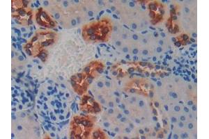 IHC-P analysis of Mouse Kidney Tissue, with DAB staining. (Kallikrein 6 Antikörper  (AA 19-261))