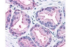 Anti-MAPK3 / ERK1 antibody IHC of human prostate. (ERK1 Antikörper  (Internal Region))