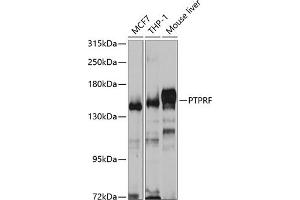 Western blot analysis of extracts of various cell lines, using PTPRF antibody (ABIN6129316, ABIN6146462, ABIN6146463 and ABIN6221096) at 1:1000 dilution. (PTPRF Antikörper  (AA 30-190))