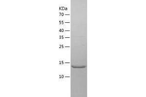 Western Blotting (WB) image for Macrophage Migration Inhibitory Factor (Glycosylation-Inhibiting Factor) (MIF) (AA 1-115) protein (His tag) (ABIN7285998) (MIF Protein (AA 1-115) (His tag))