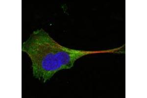 Confocal immunofluorescence analysis of PANC-1 cells using WNT10B mouse mAb (green). (WNT10B Antikörper)