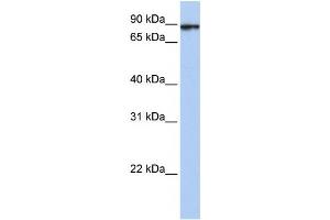 Western Blotting (WB) image for anti-Heat Shock 70kDa Protein 4-Like (HSPA4L) antibody (ABIN2459703) (HSPA4L Antikörper)