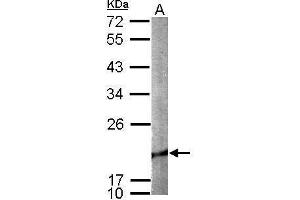 WB Image Sample (50 ug of whole cell lysate) A: mouse brain 12% SDS PAGE antibody diluted at 1:1000