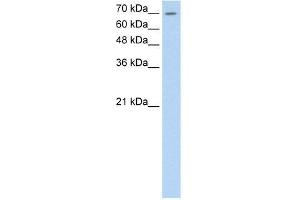 Human HepG2; WB Suggested Anti-LSR Antibody Titration: 0. (LSR / LISCH (C-Term) Antikörper)