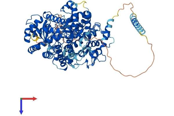 ECEL1 Protein (AA 1-775) (His tag)