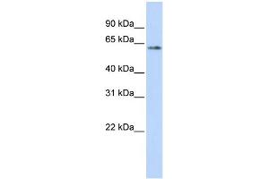 WB Suggested Anti-TP53 Antibody Titration:  0. (p53 Antikörper  (N-Term))