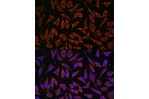 Immunofluorescence (IF) image for anti-PAS Domain Containing Serine/threonine Kinase (PASK) (AA 1194-1323) antibody (ABIN6145248)