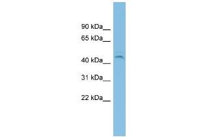 WB Suggested Anti-C19orf55 Antibody Titration: 0. (C19orf55 Antikörper  (Middle Region))