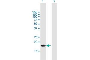 Western Blot analysis of ALG13 expression in transfected 293T cell line by ALG13 MaxPab polyclonal antibody.