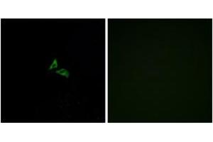 Immunofluorescence analysis of A549 cells, using EDG7 Antibody. (LPAR3 Antikörper  (AA 281-330))