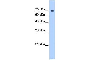 SF4 antibody used at 0. (Splicing Factor 4 Antikörper  (N-Term))