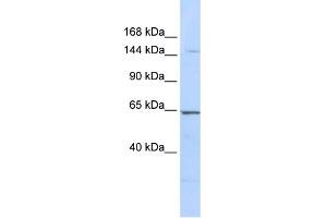 WB Suggested Anti-RERE Antibody Titration:  0.