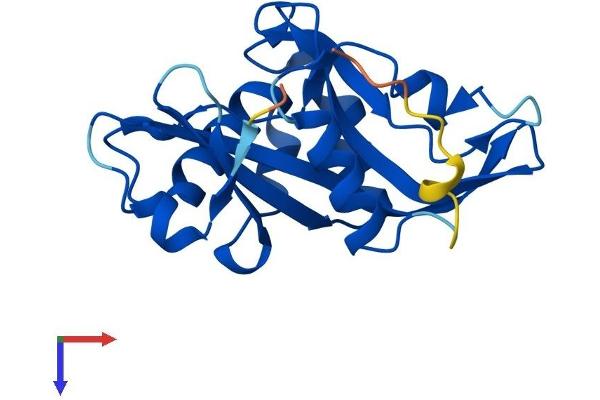 NUDT16 Protein (AA 1-195) (His tag)