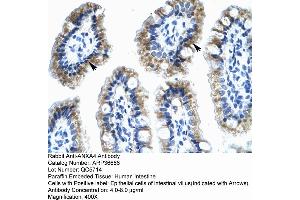 Human Intestine (Annexin IV Antikörper  (N-Term))