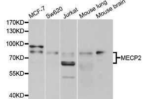 Western blot analysis of extracts of various cell lines, using MECP2 antibody. (MECP2 Antikörper)